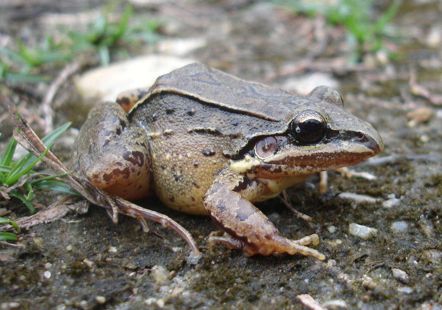 Image of Leptodactylus notoaktites Heyer 1978