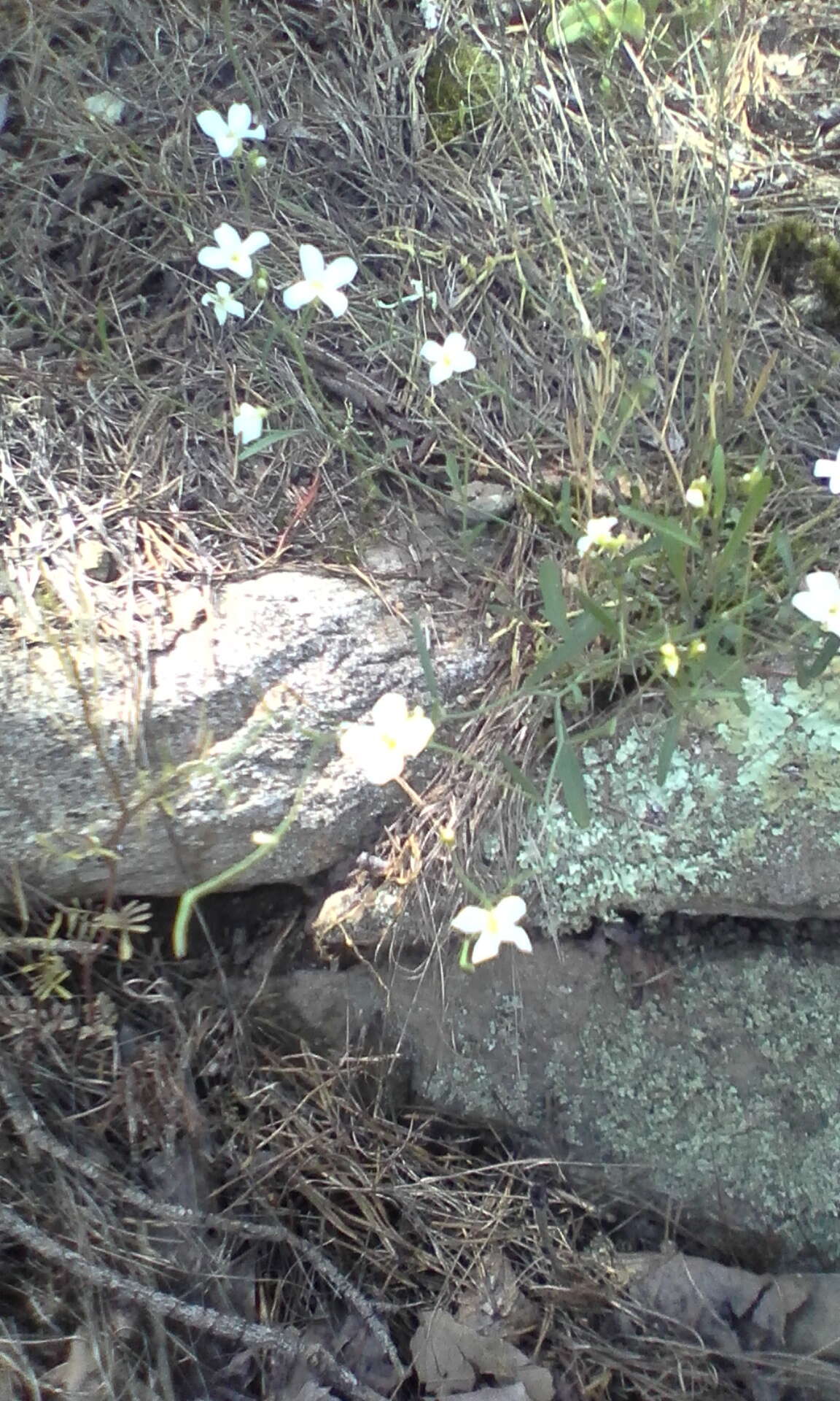 Image of lyrate rockcress