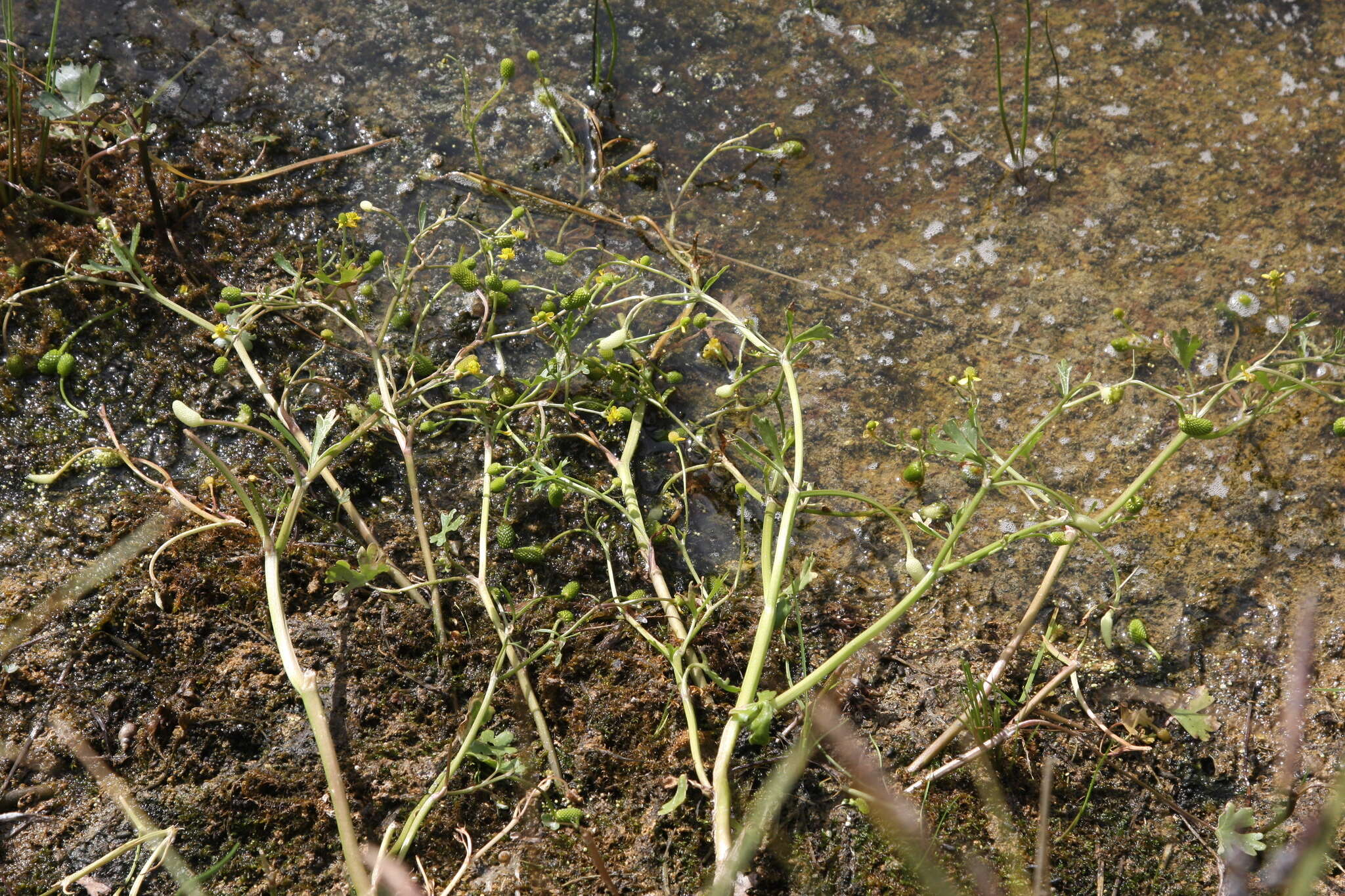 Слика од Ranunculus sceleratus var. multifidus Nutt. ex Torr. & A. Gray