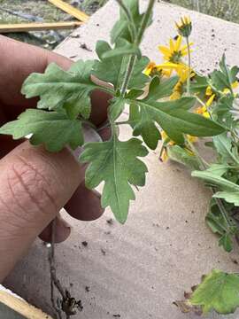 Image of Coreopsis queretarensis B. L. Turner