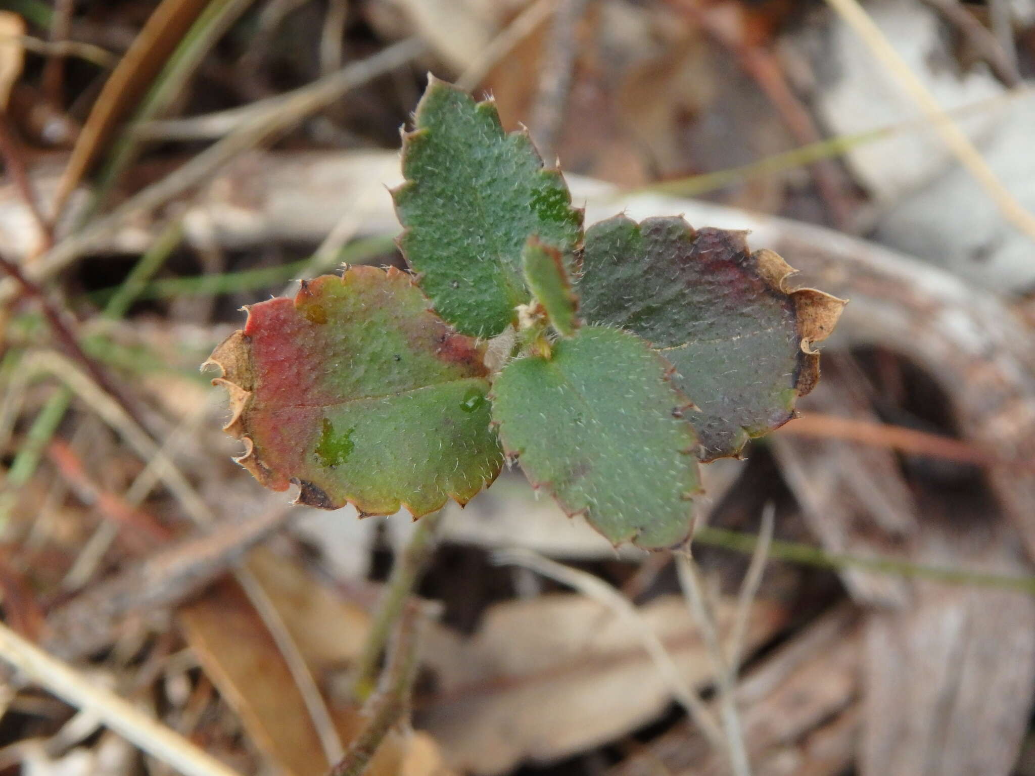 Image of Gonocarpus mezianus (Schindl.) Orchard