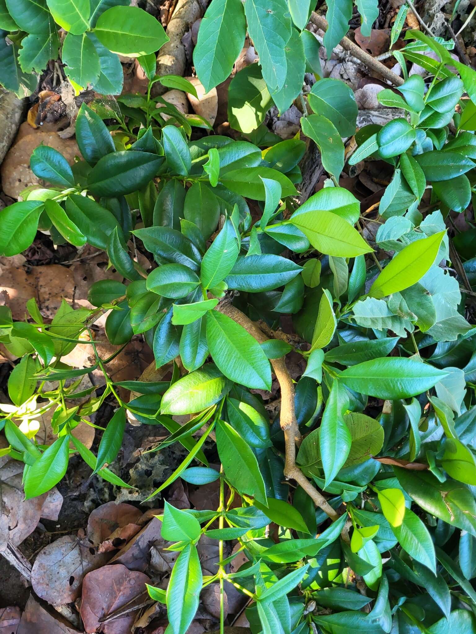 Image de Garcinia portoricensis (Urb.) Alain H. Liogier