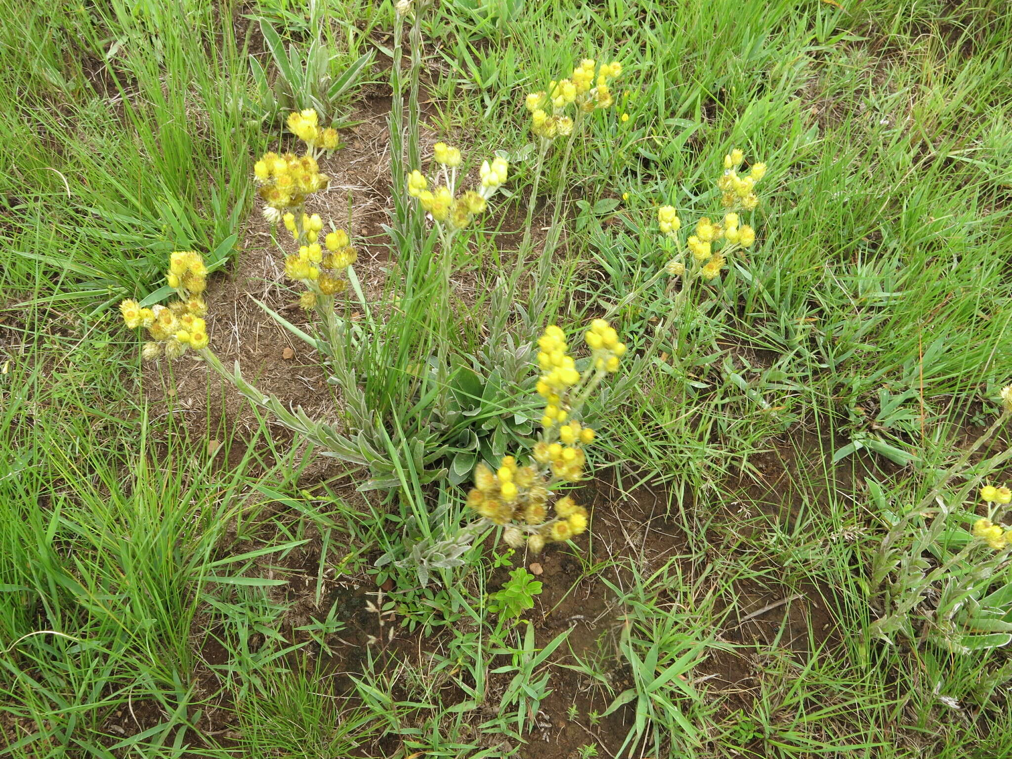 Image de Helichrysum mixtum (Kuntze) O. Hoffm.