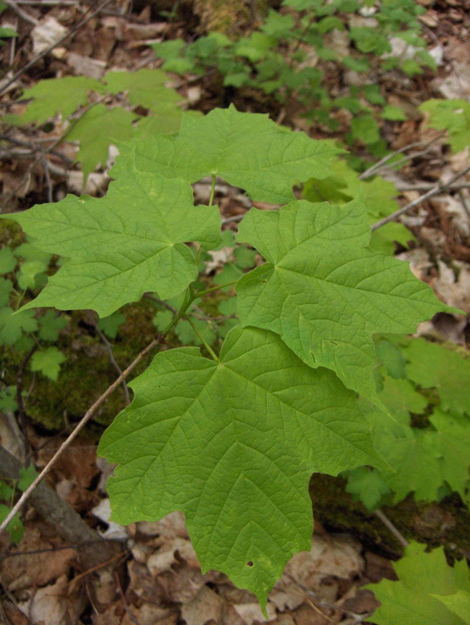 Image of Black Maple