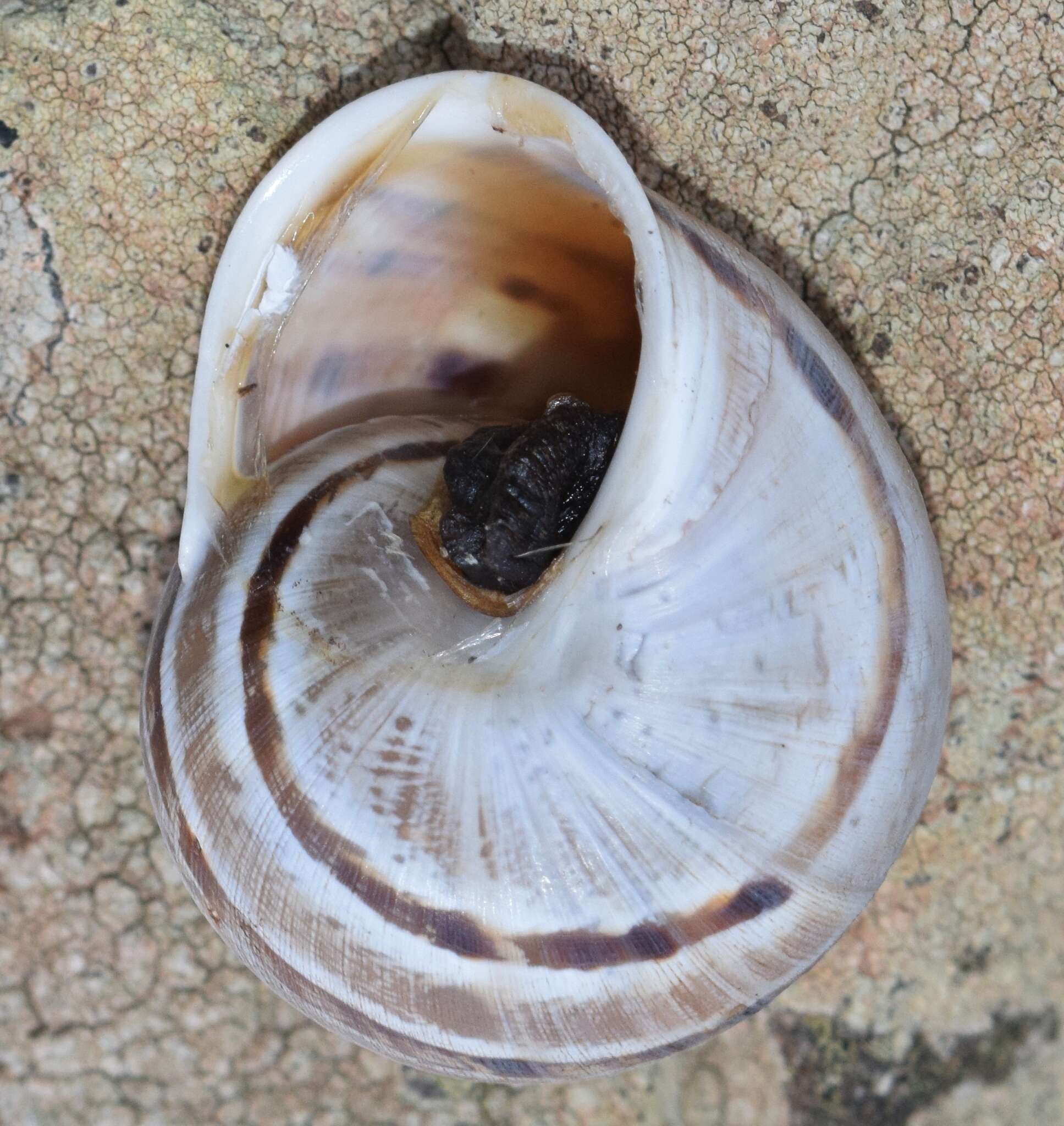 Image of Iberus alonensis (A. Férussac 1821)