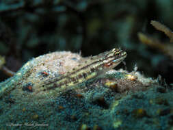 Image of Colon Goby