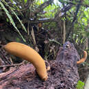 Image of <i>Xylaria tabacina</i> (J. Kickx fil.) Berk.