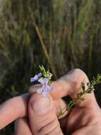 Image de Westringia tenuicaulis C. T. White & W. D. Francis