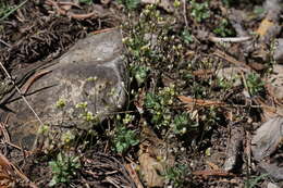 Sivun Draba paucifructa Clokey & C. L. Hitchc. kuva