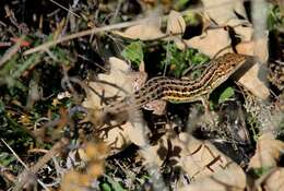 Image of Psammodromus occidentalis Fitze, Gonzalez-jimena, San-jose, San Mauro & Zardoya 2012