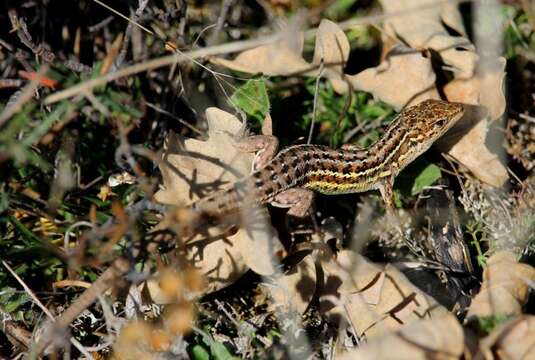 Plancia ëd Psammodromus occidentalis Fitze, Gonzalez-jimena, San-jose, San Mauro & Zardoya 2012