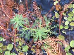 Image of parrot feather watermilfoil