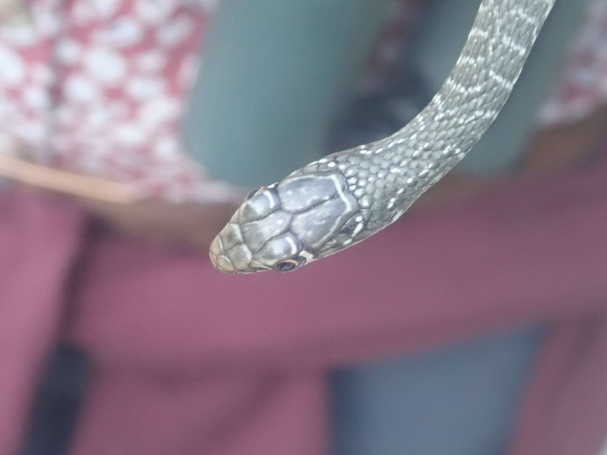 Dolichophis cypriensis (Schätti 1985)的圖片