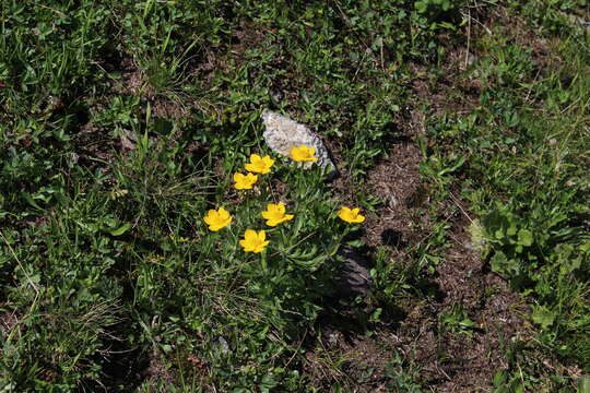 Plancia ëd Anemonastrum narcissiflorum subsp. chrysanthum (Ulbr.) Raus