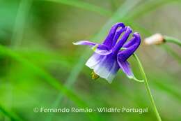 Imagem de Aquilegia vulgaris subsp. dichroa (Freyn) L E. Diaz