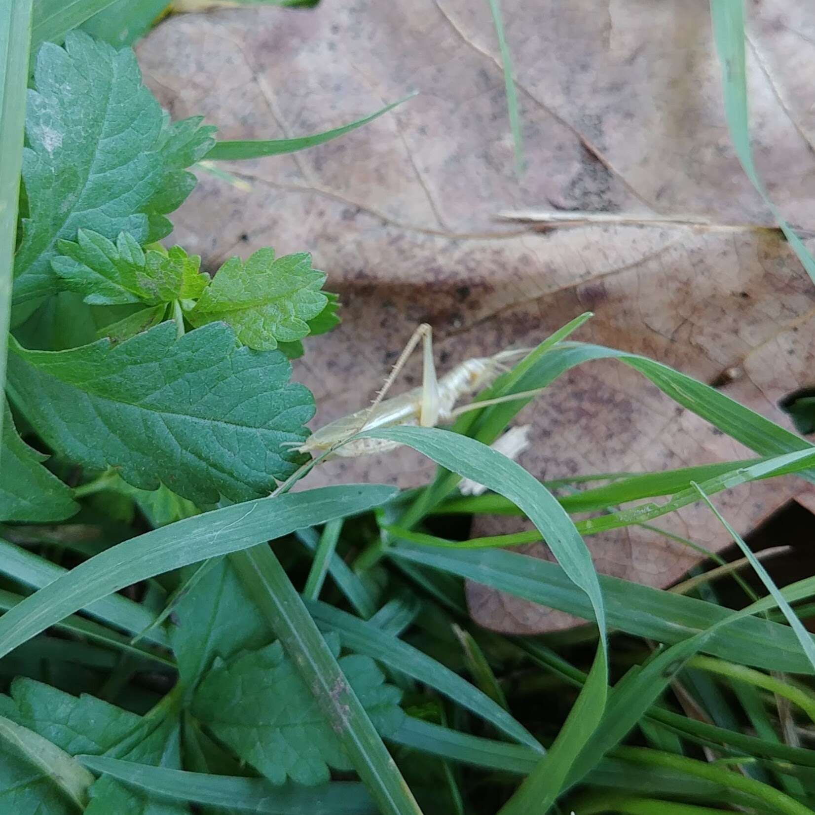 Image of tree-cricket