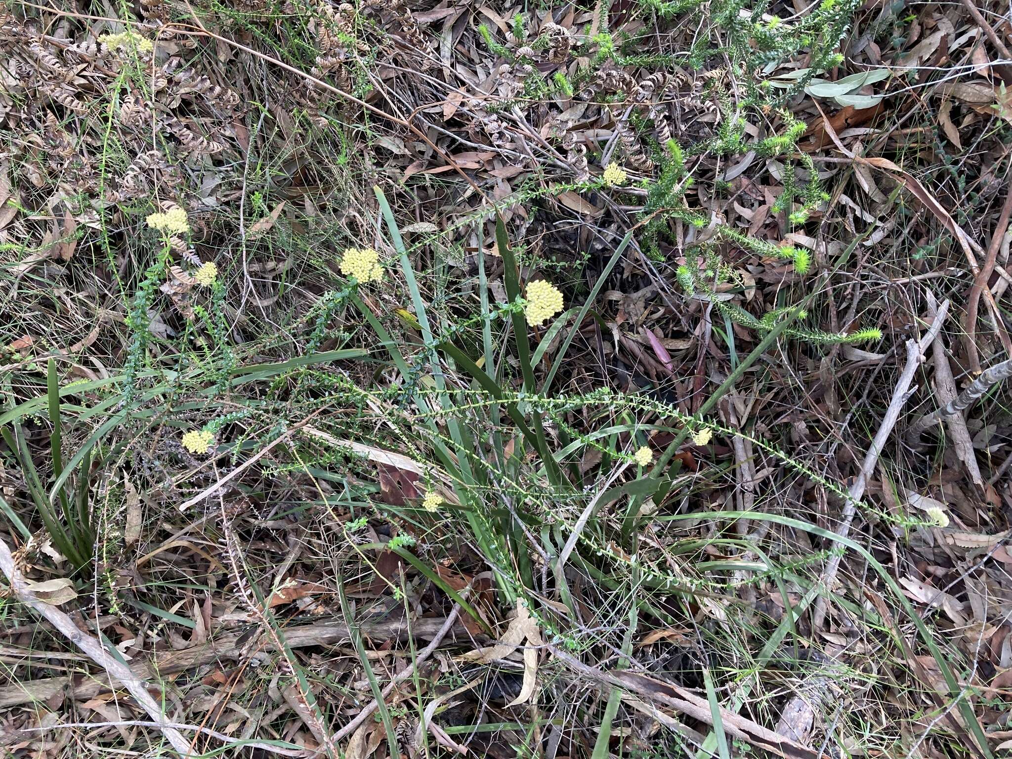 Plancia ëd Cassinia denticulata R. Br