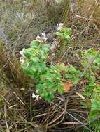 Image of Pelargonium greytonense J. J. A. Van der Walt