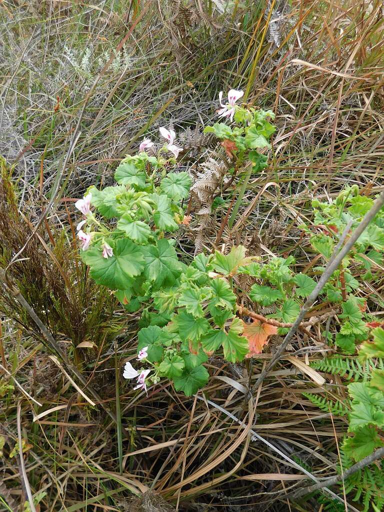 Image of Pelargonium greytonense J. J. A. Van der Walt