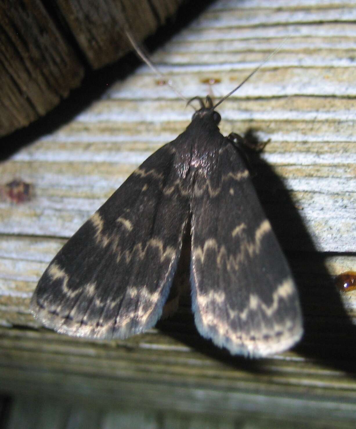 Image of Idia lubricalis Geyer 1832