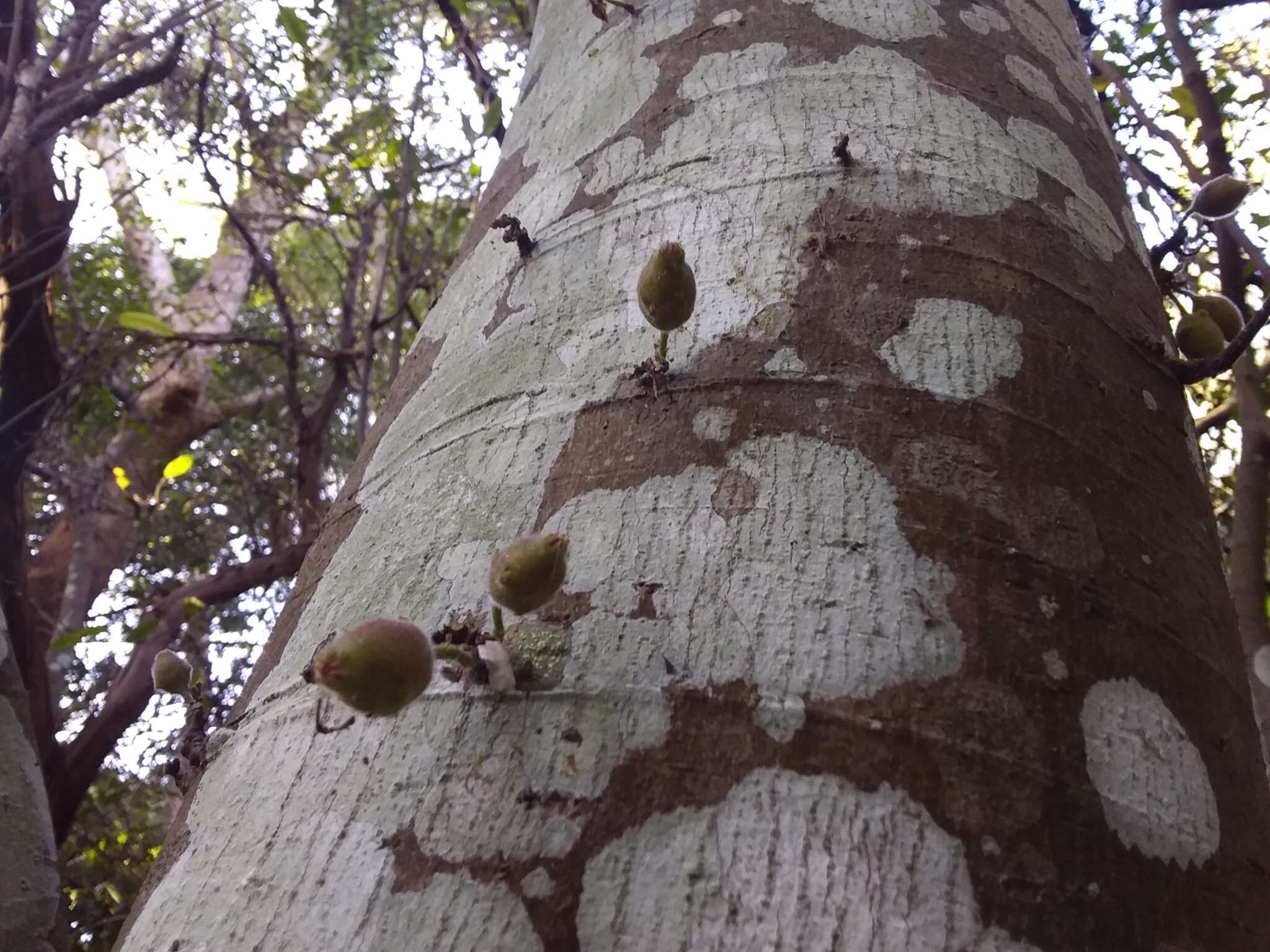 Image of Ficus coronata de Spin