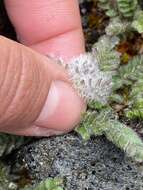 Image of Polemonium villosissimum (Hultén) D. F. Murray & Elven