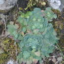 Imagem de Rosularia sempervivum subsp. pestalozzae (Boissier) U. Eggli
