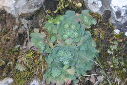 Image of Rosularia sempervivum subsp. pestalozzae (Boissier) U. Eggli