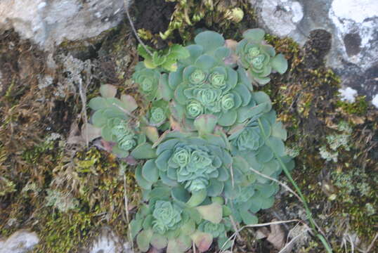 Imagem de Rosularia sempervivum subsp. pestalozzae (Boissier) U. Eggli