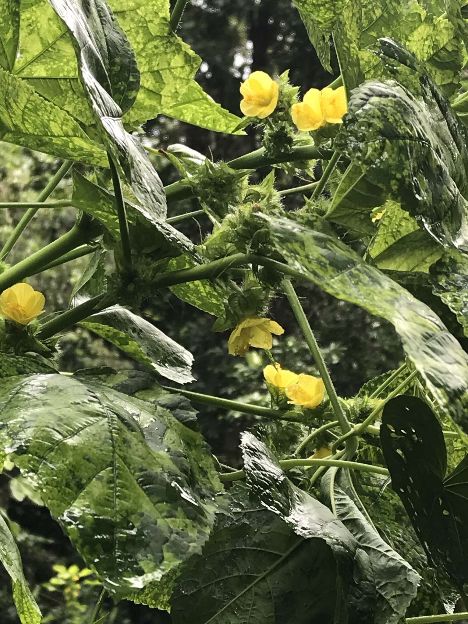 Image of wild okra