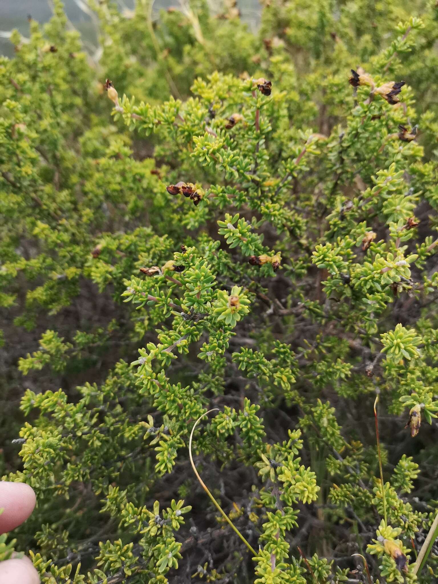 Слика од Aspalathus fusca Thunb.