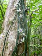Image of Vanilla aphylla Blume