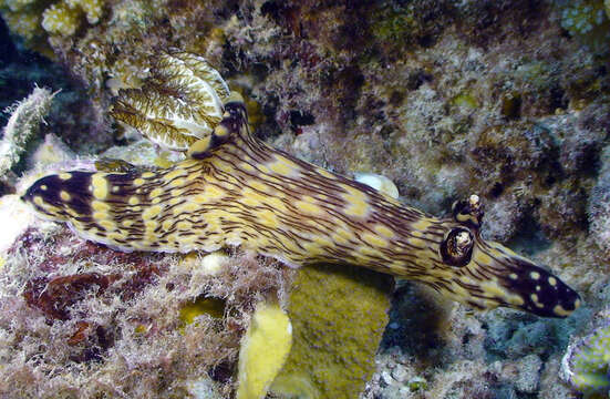 Image of Jorunna rubescens (Bergh 1876)