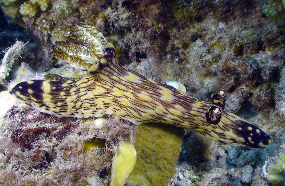 Image of Jorunna rubescens (Bergh 1876)