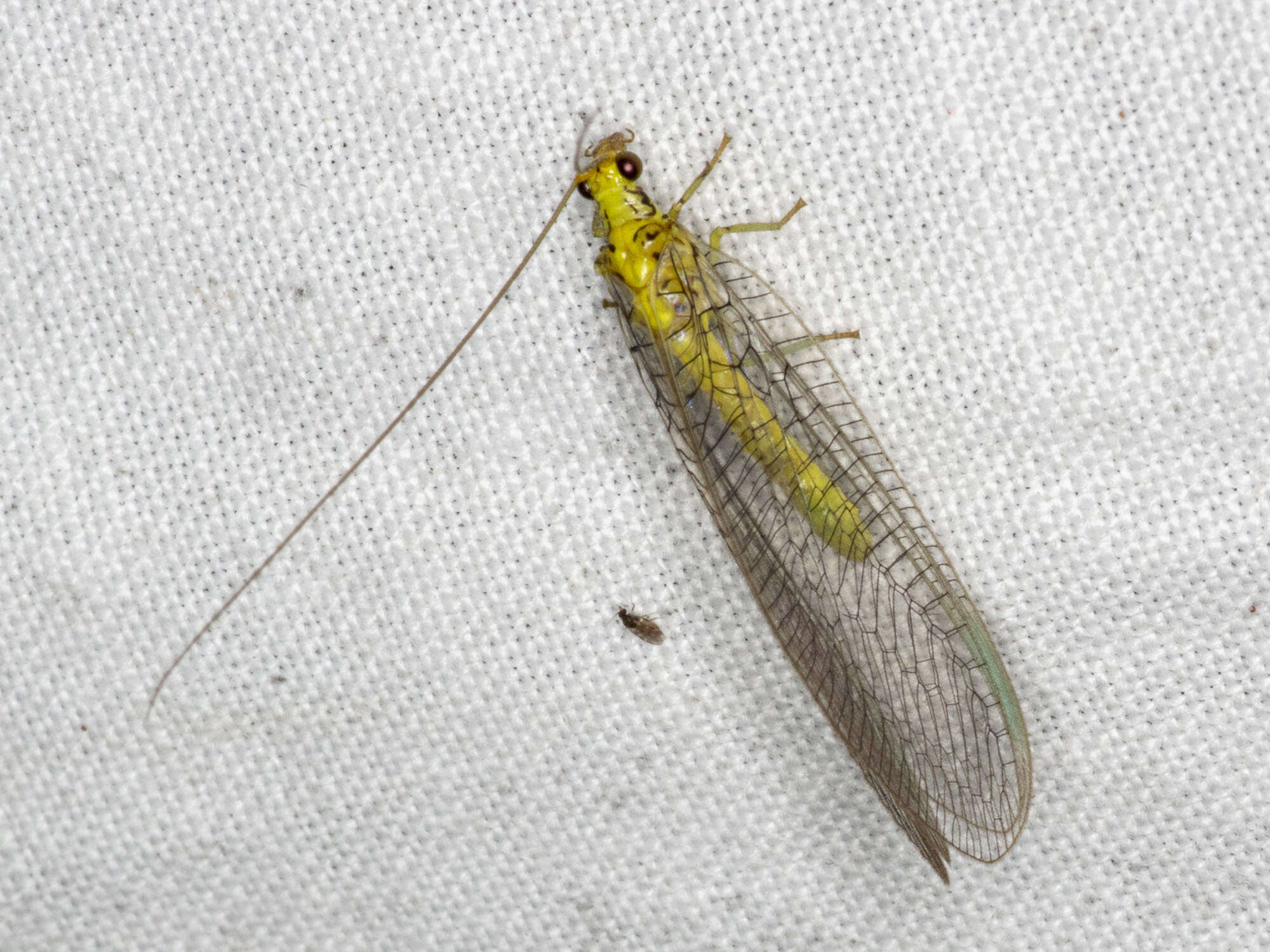 Image of Calochrysa