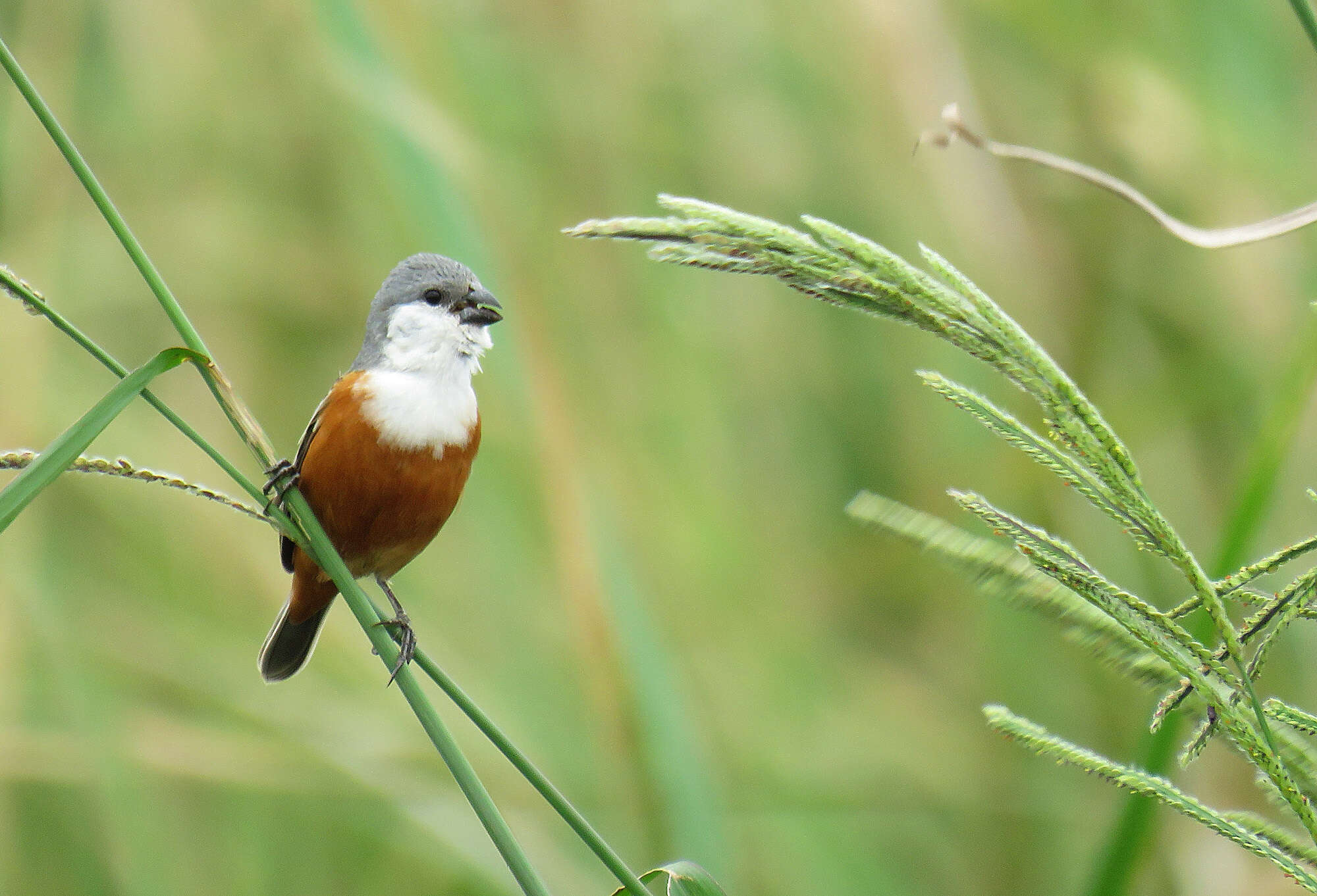 Image of Marsh Seedeater