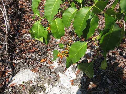 Image of Florida poisontree