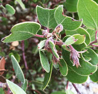 Слика од Arctostaphylos ohloneana M. C. Vasey & V. T. Parker