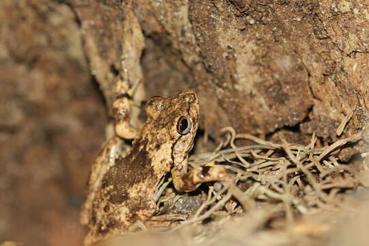 Litoria rothii (De Vis 1884)的圖片