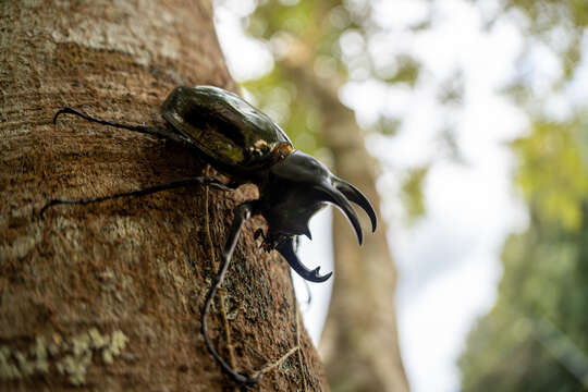 Image de Chalcosoma moellenkampi Kolbe 1900