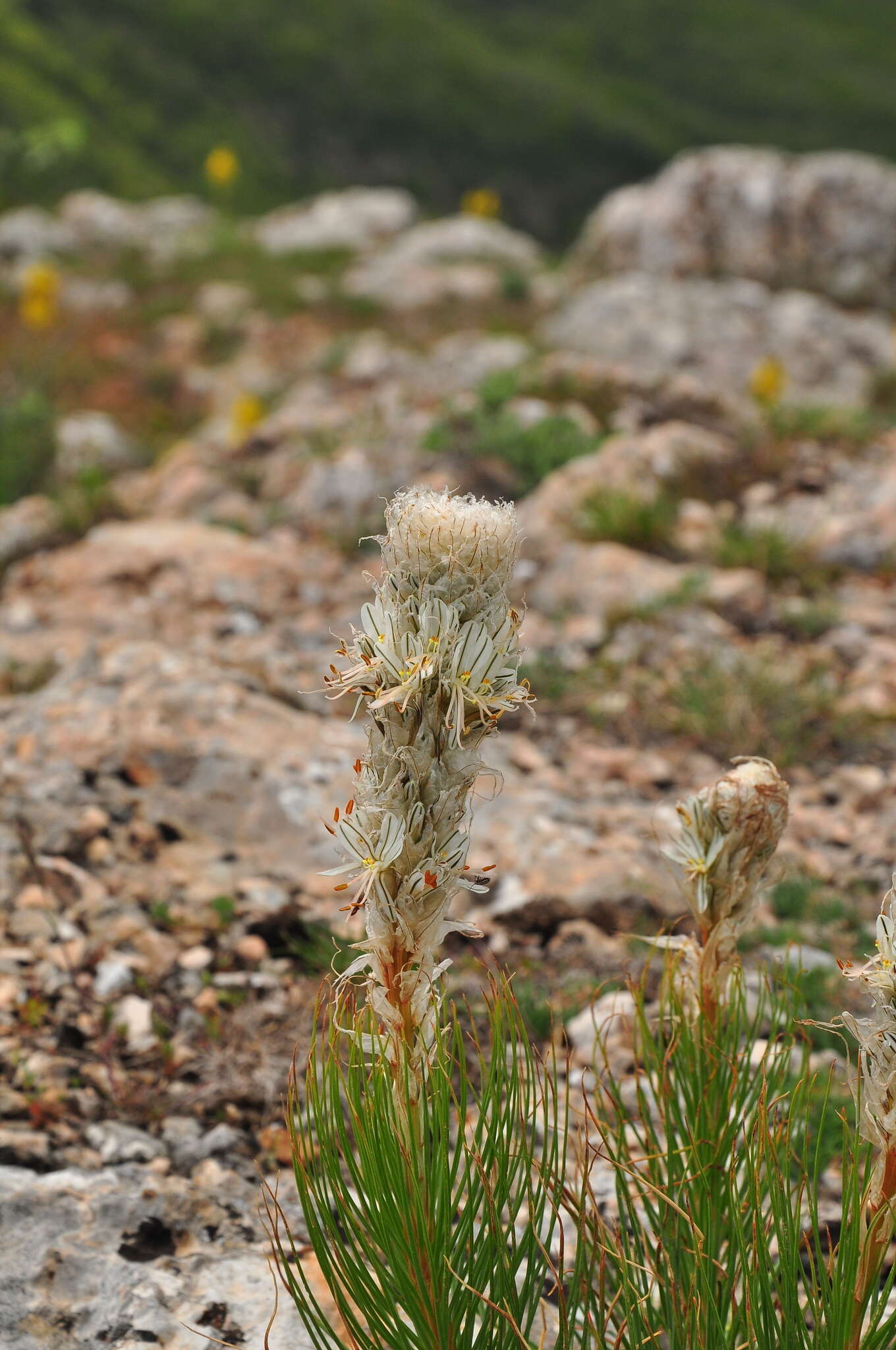 Image of Asphodeline taurica (Pall. ex M. Bieb.) Endl.