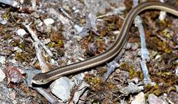 Image of Cape grass lizard