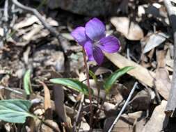 Imagem de Viola betonicifolia Smith