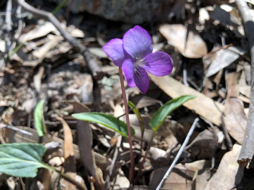 Image de Viola betonicifolia Smith