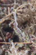 Image of Delicate ghost pipefish