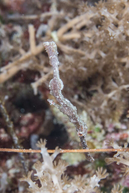 Image of Delicate ghost pipefish