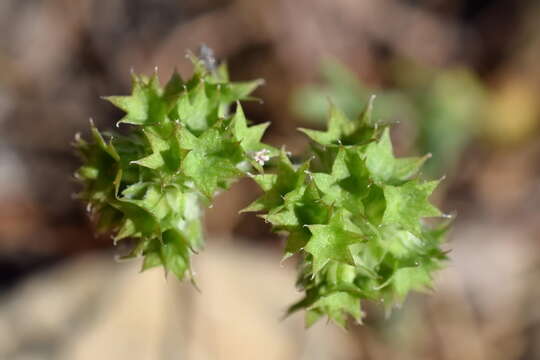 Image of Valerianella coronata (L.) DC.