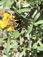 Image of Acmaeodera mixta Le Conte 1860