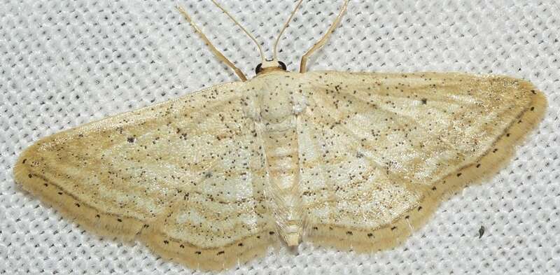 Image de Idaea elongaria Rambur 1833