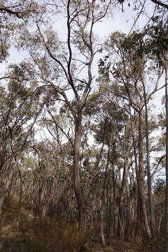 Image of broadleaf peppermint gum